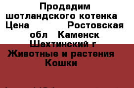 Продадим шотландского котенка › Цена ­ 2 000 - Ростовская обл., Каменск-Шахтинский г. Животные и растения » Кошки   